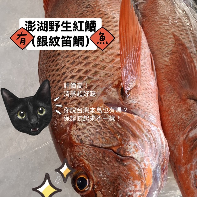 澎湖野生手釣紅鰽魚【釣】銀紋笛鯛｜Penghu Line-Caught Red Snapper