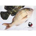 澎湖當季極品嘉臘魚／日本真鯛｜Penghu Red Sea Bream