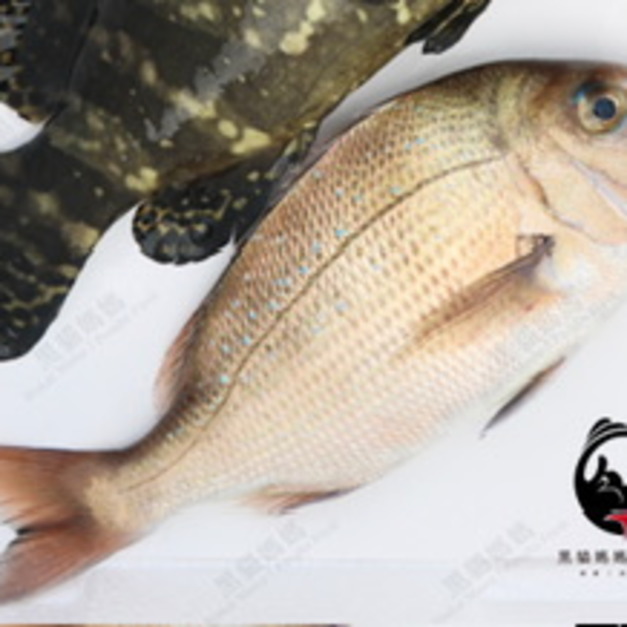 澎湖當季極品嘉臘魚／日本真鯛｜Penghu Red Sea Bream