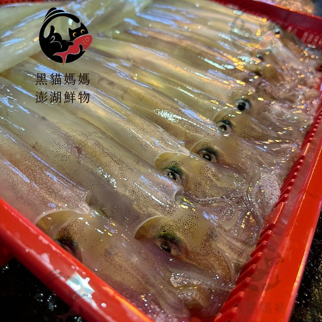 澎湖野生活凍砲管【手釣】大尺寸｜Penghu Line-Caught Neritic Squid