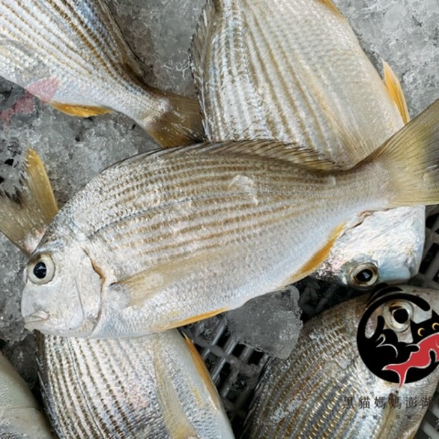 澎湖野生枋頭【手釣】黃錫鯛／平鯛