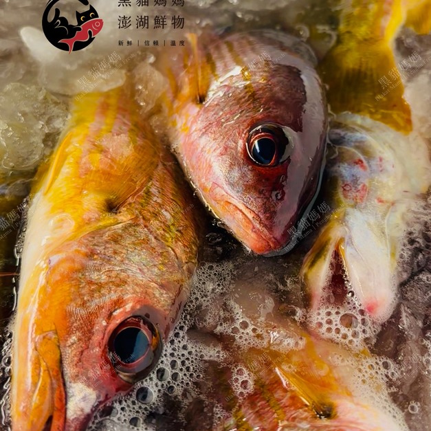澎湖野生火斑笛鯛【手釣】（黃雞母）｜Penghu Line-Caught Snapper