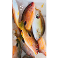 澎湖野生火斑笛鯛【手釣】（黃雞母）｜Penghu Line-Caught Snapper_1
