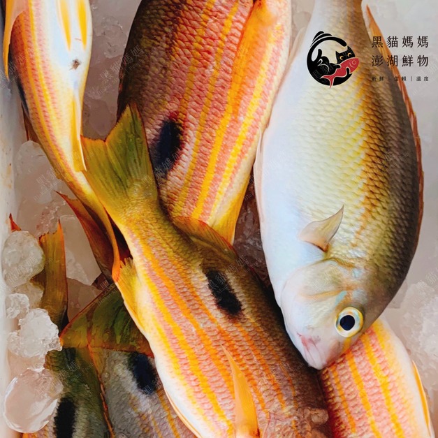 澎湖野生火斑笛鯛【手釣】（黃雞母）｜Penghu Line-Caught Snapper