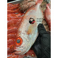 澎湖野生紅目鰱 大尺寸｜Penghu Red Bigeye Fish