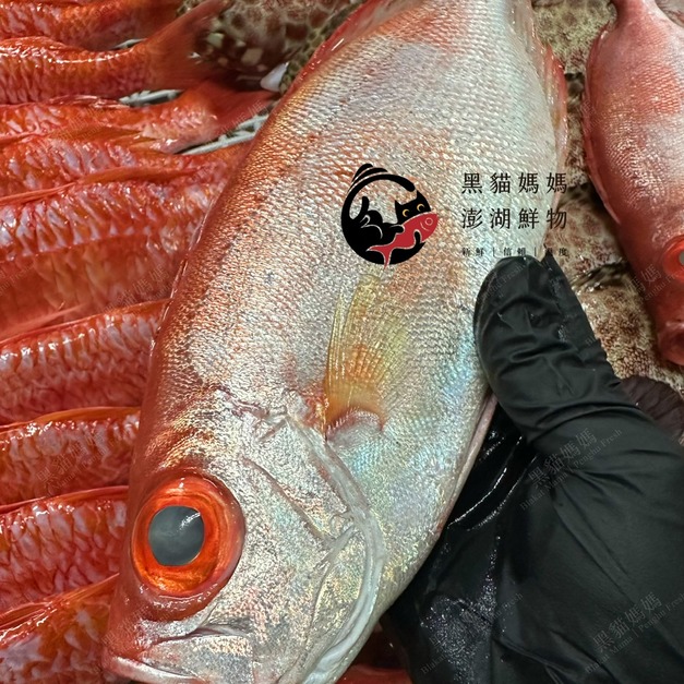 澎湖野生紅目鰱 大尺寸｜Penghu Red Bigeye Fish