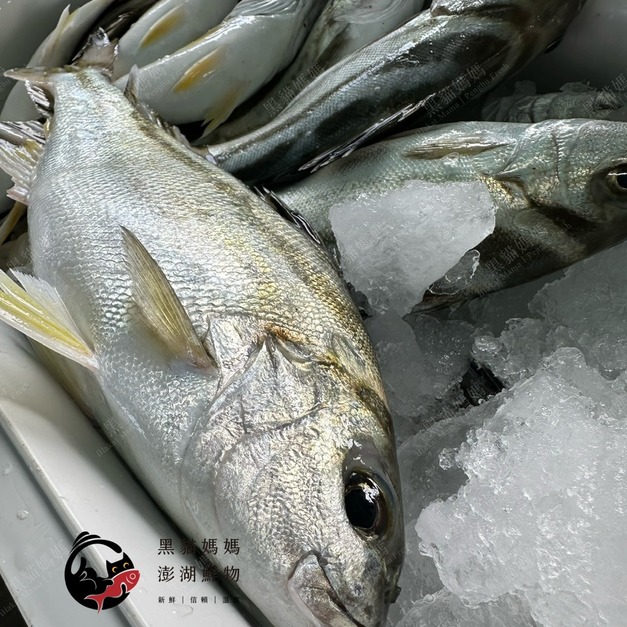 澎湖野生【手釣】花身雞魚（花身鯻／斑午）｜Penghu Terapon