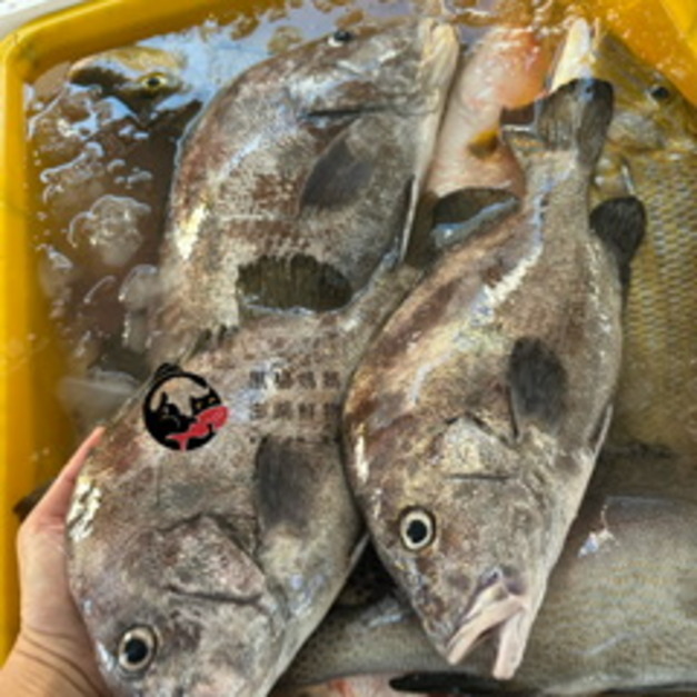 澎湖野生包公魚【手釣】
