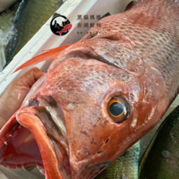 澎湖野生手釣紅鰽魚【海釣】銀紋笛鯛｜Penghu Line-Caught Red Snapper
