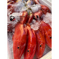 澎湖野生紅秋姑魚【手釣】｜Penghu Line-Caught Goatfish_7