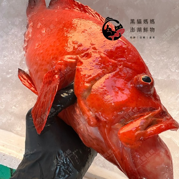 澎湖野生紅瓜石斑