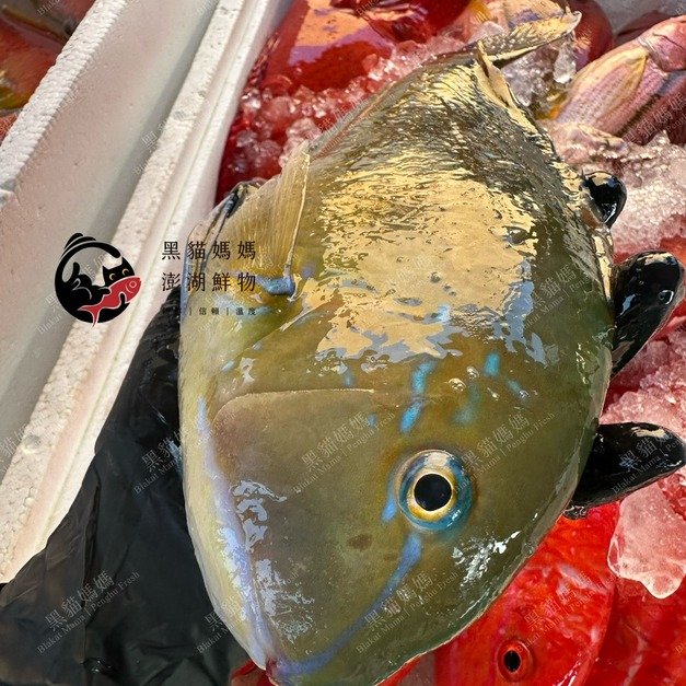 澎湖野生石佬魚【船釣】邵氏寒鯛