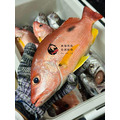澎湖野生黑點魚【手釣】黑星笛鯛｜Penghu Russel's Snapper