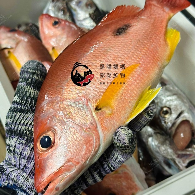 澎湖野生黑點魚【手釣】黑星笛鯛｜Penghu Russel's Snapper
