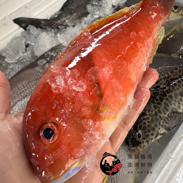 澎湖野生寒鯛【手釣】紅石佬｜Penghu Scarbreast Tuskfin 鰱仔