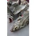 澎湖野生【手釣】花身雞魚（花身鯻／斑午）｜Penghu Terapon_4