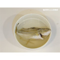 澎湖野生【手釣】花身雞魚（花身鯻／斑午）｜Penghu Terapon_3