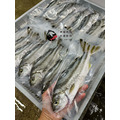 澎湖野生【手釣】花身雞魚（花身鯻／斑午）｜Penghu Terapon_6