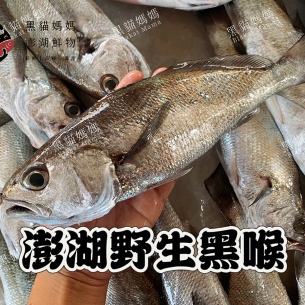 澎湖野生黑喉【船釣】黑口｜Penghu Atrobucca nibe 黑䱛