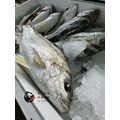 澎湖野生【手釣】花身雞魚（花身鯻／斑午）｜Penghu Terapon