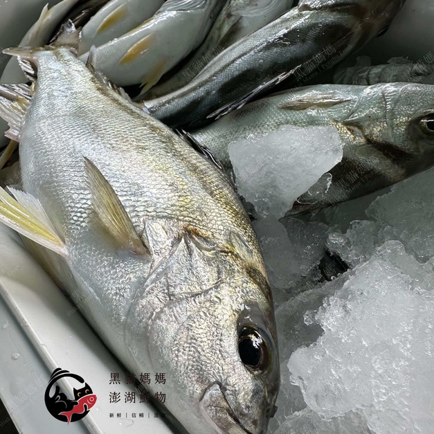 澎湖野生【手釣】花身雞魚（花身鯻／斑午）｜Penghu Terapon