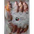 澎湖野生黑點魚【手釣】黑星笛鯛｜Penghu Russel's Snapper_1