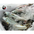 澎湖野生【手釣】花身雞魚（花身鯻／斑午）｜Penghu Terapon_2