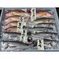澎湖野生黑點魚【手釣】黑星笛鯛｜Penghu Russel's Snapper_4