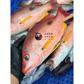 澎湖野生黑點魚【手釣】黑星笛鯛｜Penghu Russel's Snapper_3