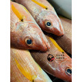 澎湖野生黑點魚【手釣】黑星笛鯛｜Penghu Russel's Snapper_2