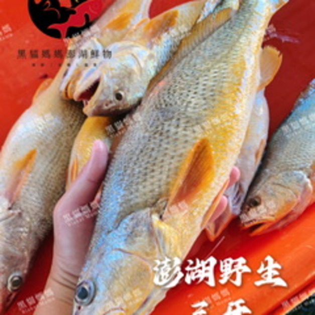 澎湖野生三牙【海釣】紅牙䱛｜Penghu Tigertooth Croaker