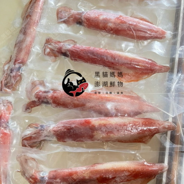 澎湖野生小管【手釣、生食級】｜Penghu Wild Neritic Squid（透抽／中卷）