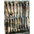 澎湖野生小管（透抽／中卷）【手釣、生食級】｜Penghu Wild Neritic Squid_3