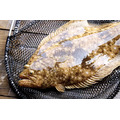 澎湖野生比目魚 扁魚｜Penghu Wild Flounder/ Flatfish