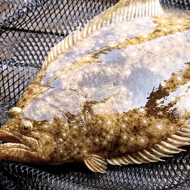 澎湖野生比目魚 扁魚｜Penghu Wild Flounder/ Flatfish