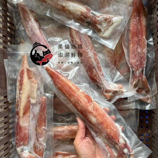 澎湖野生小管（透抽／中卷）【手釣、生食級】｜Penghu Wild Neritic Squid