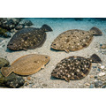 澎湖野生比目魚 扁魚｜Penghu Wild Flounder/ Flatfish_2