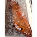 澎湖野生手釣紅鰽魚【海釣】銀紋笛鯛｜Penghu Line-Caught Red Snapper_5