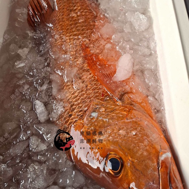 澎湖野生手釣紅槽魚【船釣】銀紋笛鯛｜Line-Caught Red Snapper