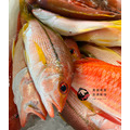 澎湖野生赤筆仔【手釣】縱帶笛鯛｜Brownstripe Red Snapper_6
