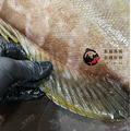 澎湖野生雲紋石斑【船釣】｜Penghu Wild Grouper_4