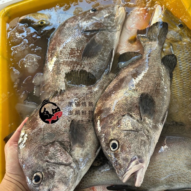 澎湖野生包公魚【手釣】