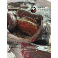 澎湖野生錢鰻【活處理】切塊｜Penghu Wild Moray Eel_9