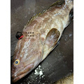 澎湖野生雲紋石斑【船釣】｜Penghu Wild Grouper