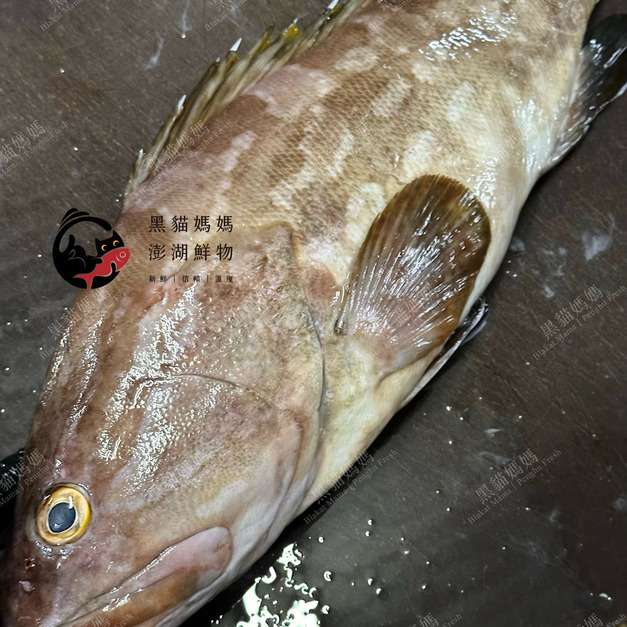 澎湖野生雲紋石斑【船釣】｜Penghu Wild Grouper