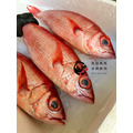 澎湖野生長尾鳥【釣】長尾濱鯛｜Penghu Longtail Snapper_2