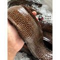 澎湖野生錢鰻【活處理】切塊｜Penghu Wild Moray Eel_1