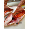 澎湖野生赤筆仔【手釣】縱帶笛鯛｜Brownstripe Red Snapper_4