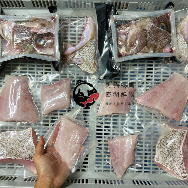 澎湖野生雲紋石斑【船釣】｜Penghu Wild Grouper