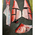 澎湖野生長尾鳥【釣】長尾濱鯛｜Penghu Longtail Snapper_4